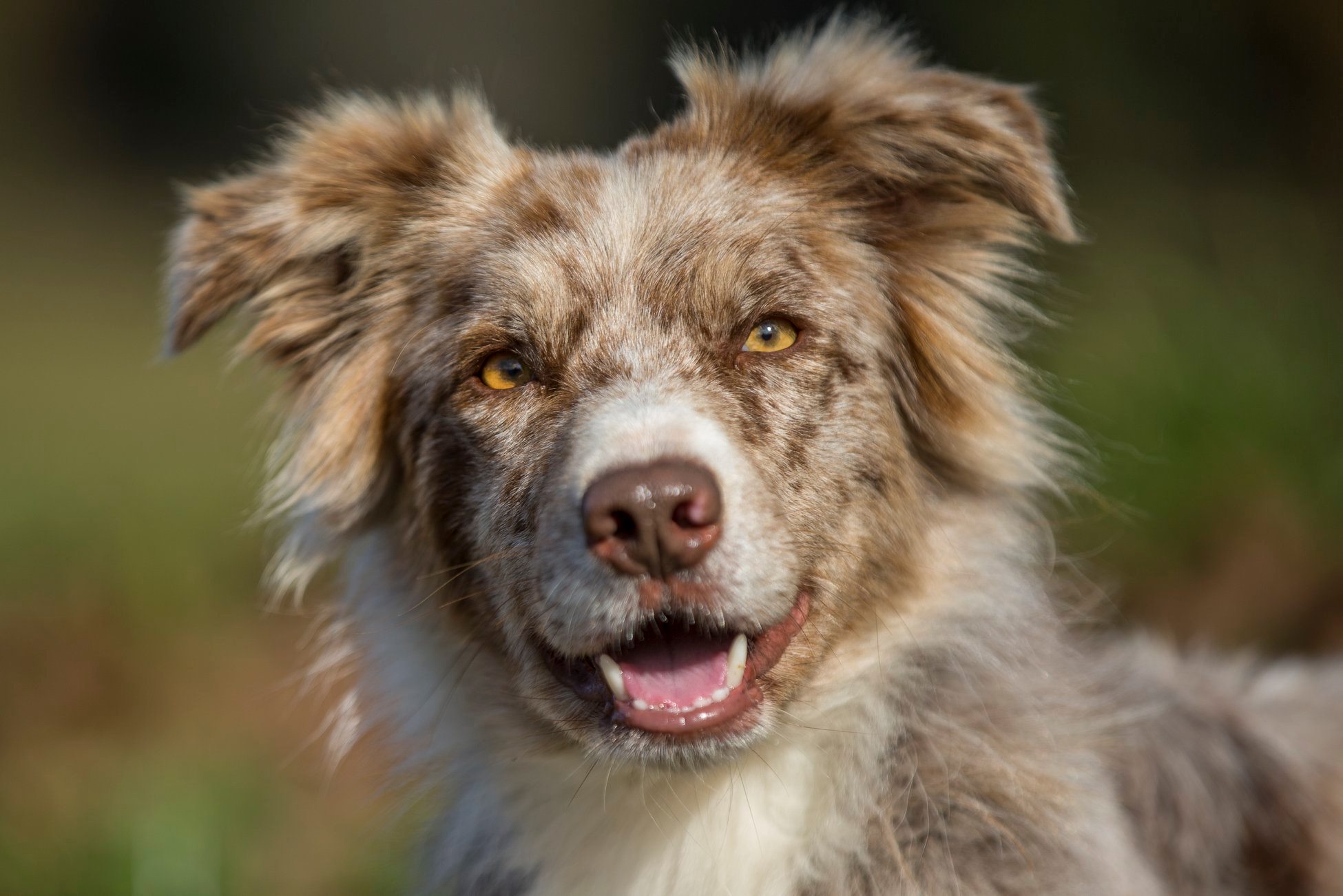 Dudù